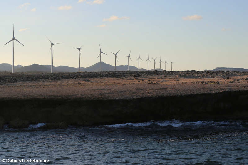 Windmill Park, nahe Boka Onima