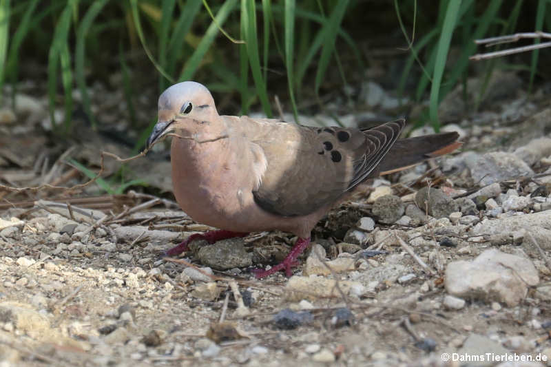 Karibik-Ohrflecktaube Zenaida auriculata vinaceorufa-1