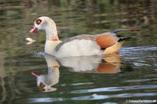 Nilgans (Alopochen aegyptiaca) im Schlosspark Brühl