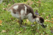 Junge Nilgans (Alopochen aegyptiaca) im Schlosspark Brühl