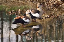 Nilgänse (Alopochen aegyptiaca) im Schlosspark Brühl