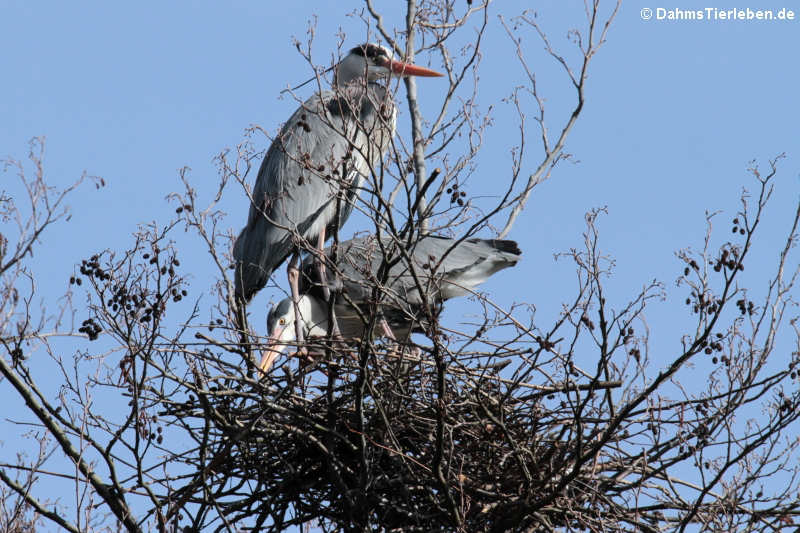 Ardea cinerea cinerea