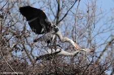 Graureiher (Ardea cinerea cinerea) im Schlosspark Brühl