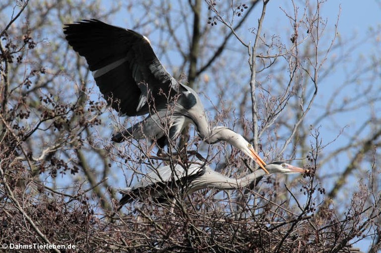 Ardea cinerea cinerea