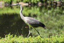 Graureiher (Ardea cinerea cinerea) im Schlosspark Brühl