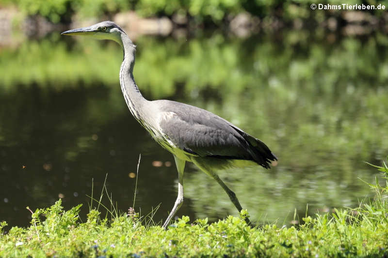 Ardea cinerea cinerea