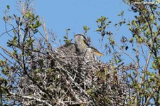 Graureiher (Ardea cinerea cinerea) im Schlosspark Brühl