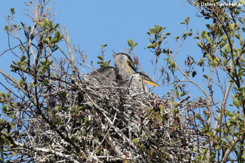 Ardea cinerea cinerea