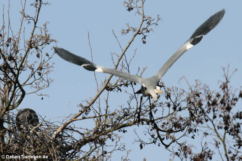 Ardea cinerea cinerea