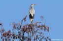 Ardea cinerea cinerea