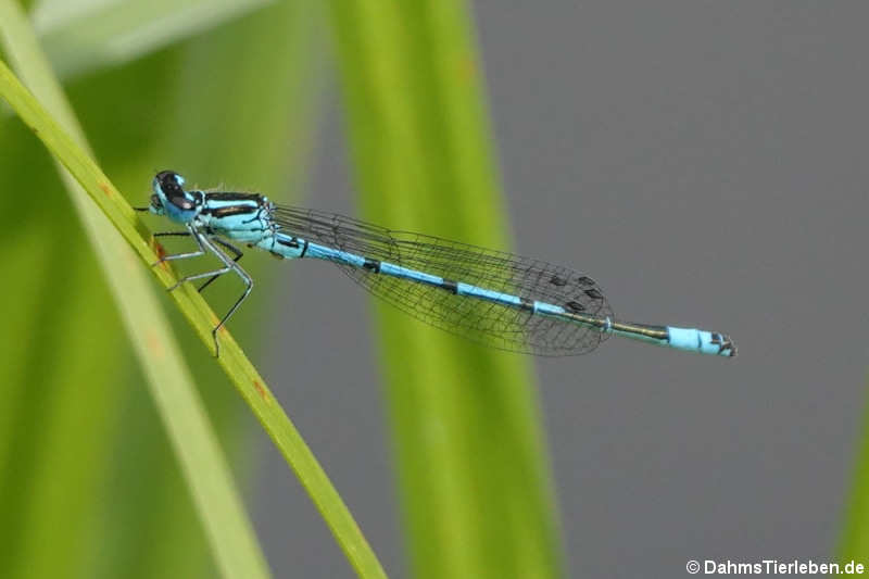 Coenagrion puella-4