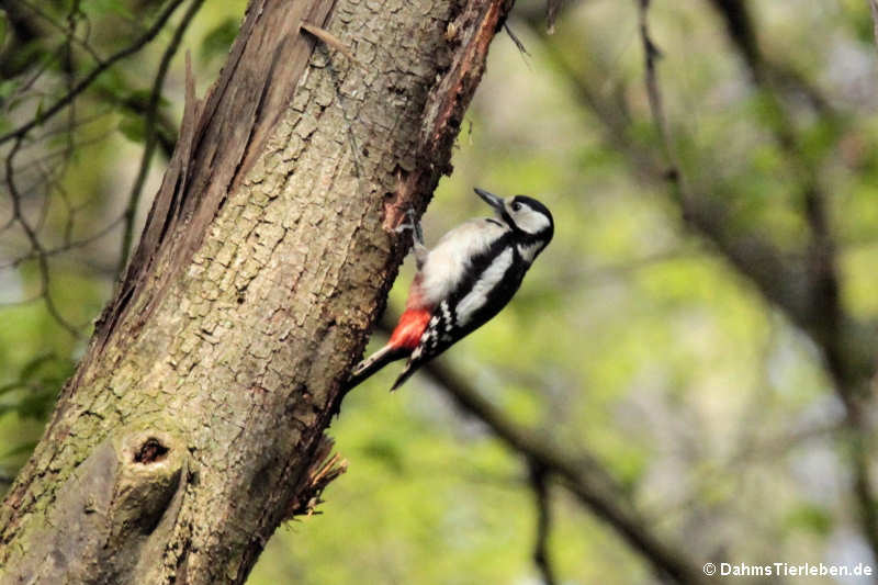 Europäischer Buntspecht Dendrocopos major pinetorum-4
