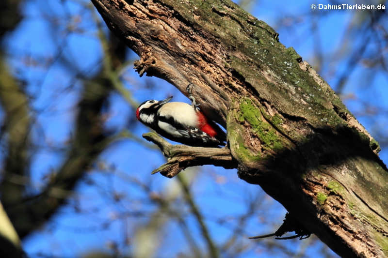 Europäischer Buntspecht Dendrocopos major pinetorum-3