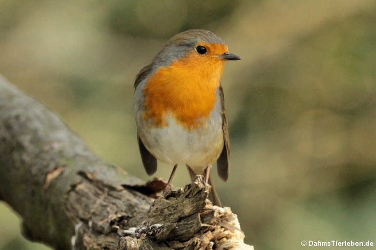 Erithacus rubecula rubecula