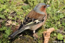 männlicher Buchfink (Fringilla coelebs coelebs) im Schlosspark Brühl