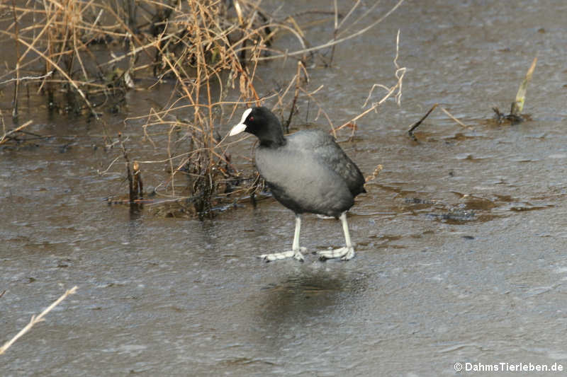 Fulica atra atra