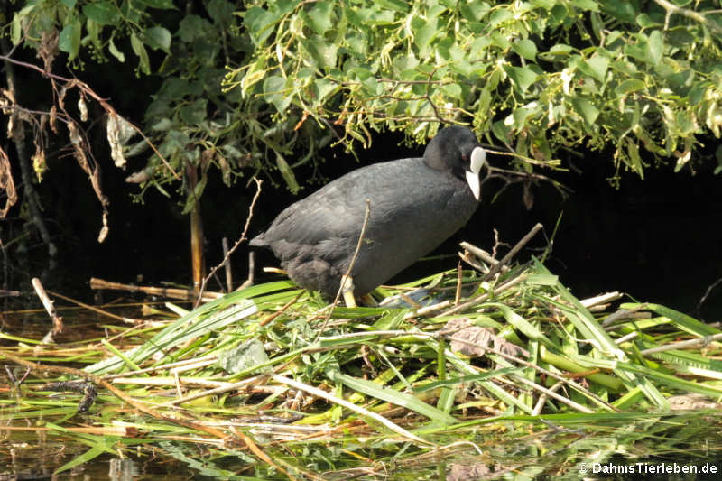 Fulica atra atra