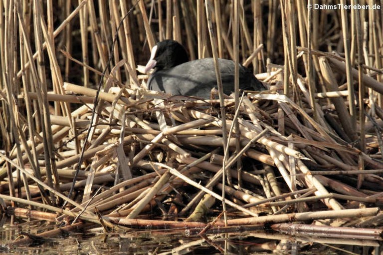 Fulica atra atra