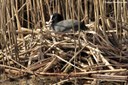 Fulica atra atra