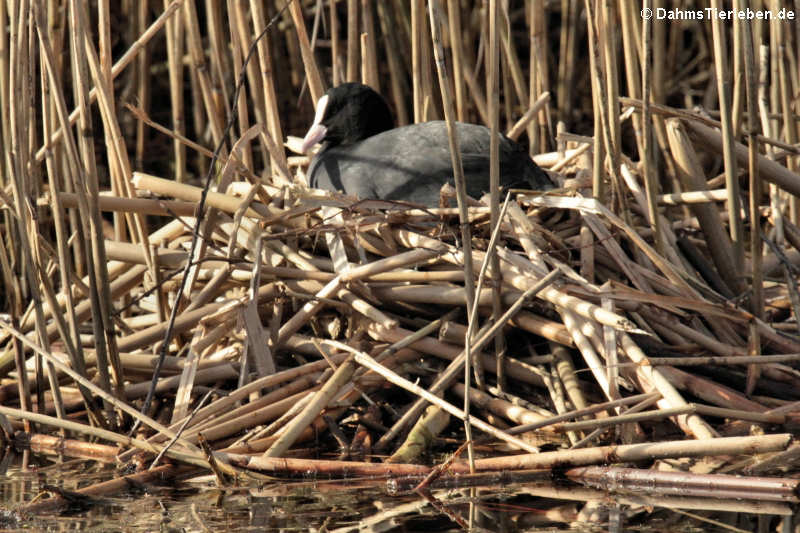 Fulica atra atra