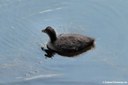 Fulica atra atra