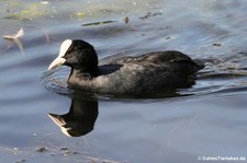 Blässralle oder Blässhuhn (Fulica atra atra) am Kalscheurer Weiher, Köln