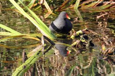 Teichralle oder Teichhuhn (Gallinula chloropus chloropus) im Schlosspark Brühl