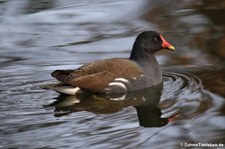 Teichralle oder Teichhuhn (Gallinula chloropus chloropus) im Schlosspark Brühl