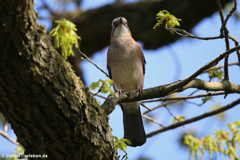 Garrulus glandarius glandarius