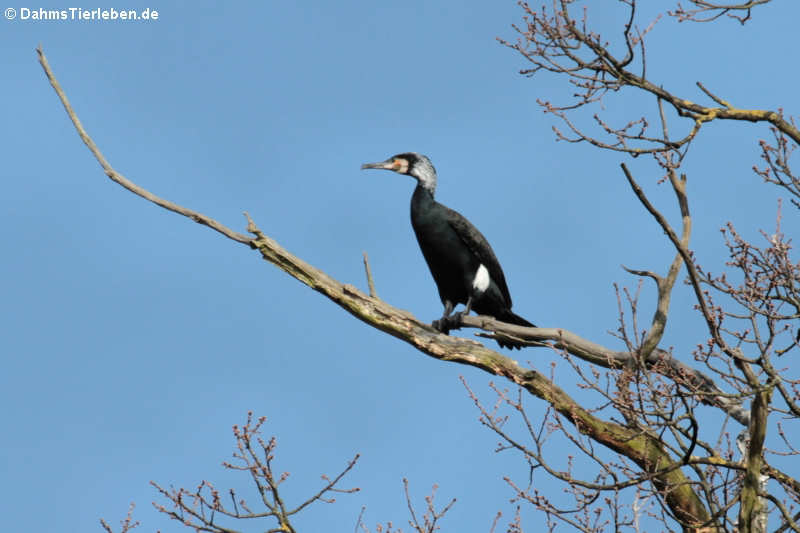 Phalacrocorax carbo sinensis