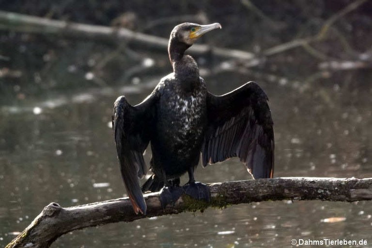 Phalacrocorax carbo sinensis