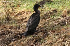 Großer Kormoran (Phalacrocorax carbo sinensis) im Schlosspark Brühl