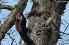 Junge Eichhörnchen (Sciurus vulgaris fuscoater) im Schlosspark Brühl