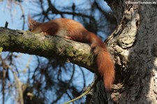 Junge Eichhörnchen (Sciurus vulgaris fuscoater) im Schlosspark Brühl