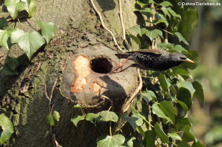 Sturnus vulgaris vulgaris