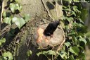 Sturnus vulgaris vulgaris