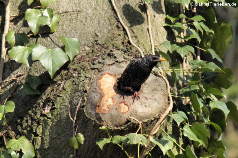 Sturnus vulgaris vulgaris