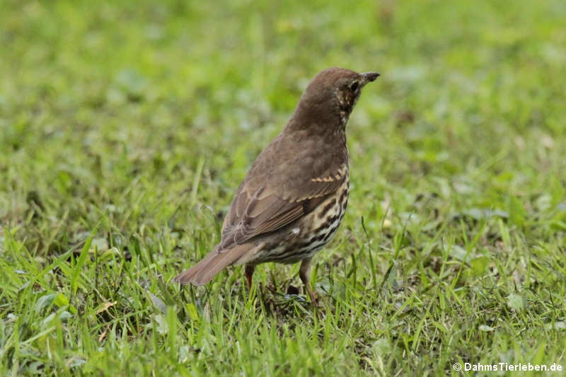 Turdus philomelos