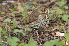 Singdrossel (Turdus philomelos) im Schlosspark Brühl