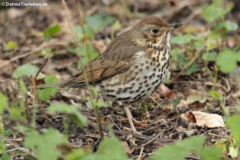 Turdus philomelos