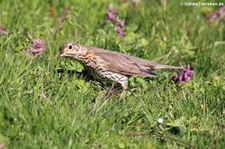 Singdrossel (Turdus philomelos) im Schlosspark Brühl