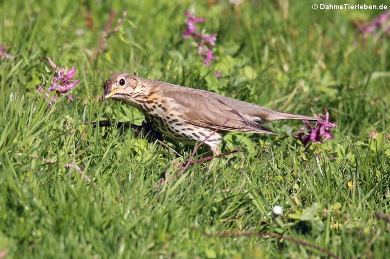 Turdus philomelos