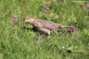 Turdus philomelos