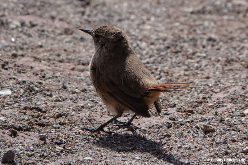 Graslandcanastero Asthenes modesta-4