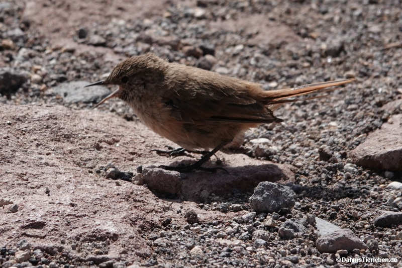 Graslandcanastero Asthenes modesta-3