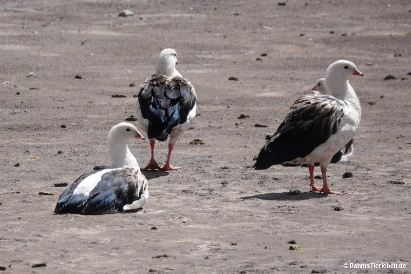 Chloephaga melanoptera-3