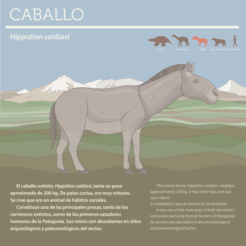 Hippidion saldiasi