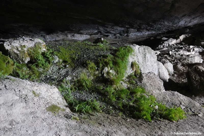 cueva-9