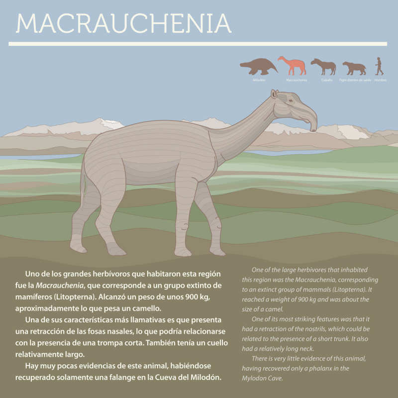 Macrauchenia