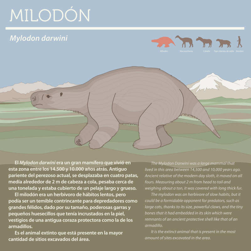 Milodon darwini-a